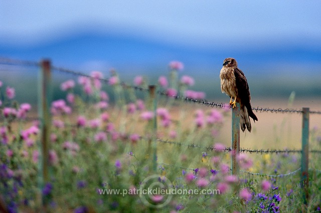 Montagu's Harrier (Circus pygargus) - Busard cendre - 20763