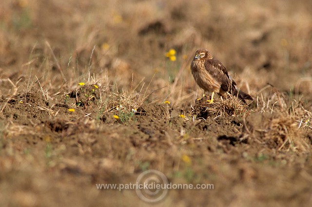 Montagu's Harrier (Circus pygargus) - Busard cendre - 20764