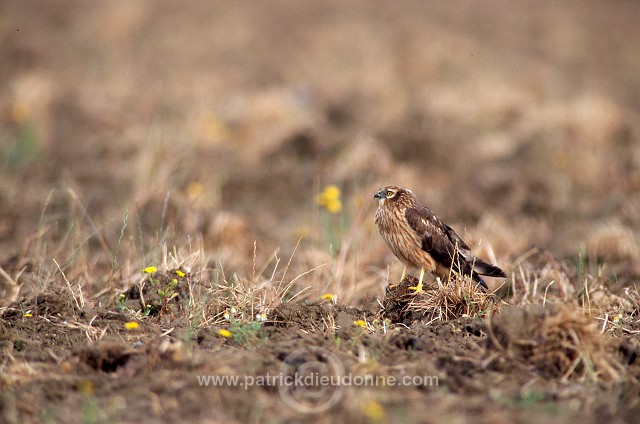 Montagu's Harrier (Circus pygargus) - Busard cendre - 20765