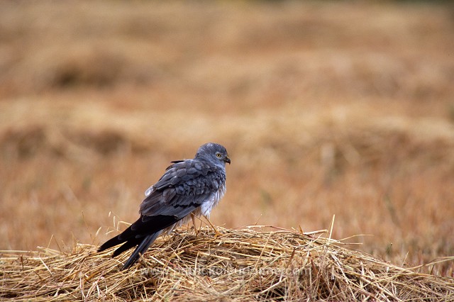 Montagu's Harrier (Circus pygargus) - Busard cendre - 20766