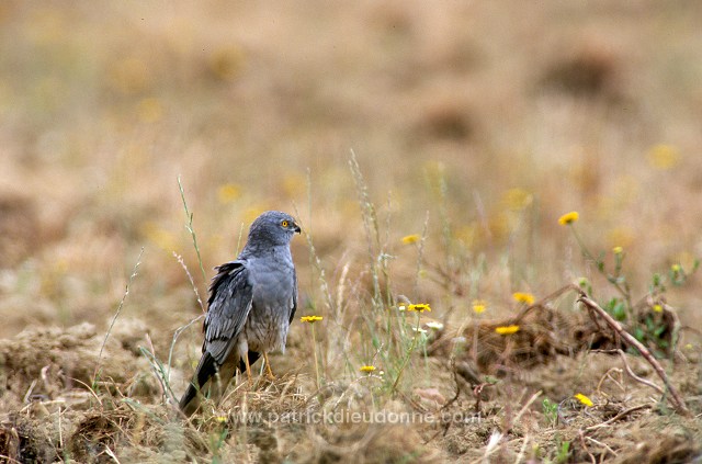 Montagu's Harrier (Circus pygargus) - Busard cendre - 20767