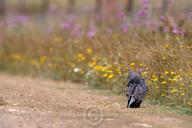 Montagu's Harrier (Circus pygargus) - Busard cendre - 20768