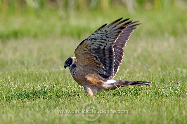 Pallid Harrier (Circus macrourus) - Busard pâle 10710