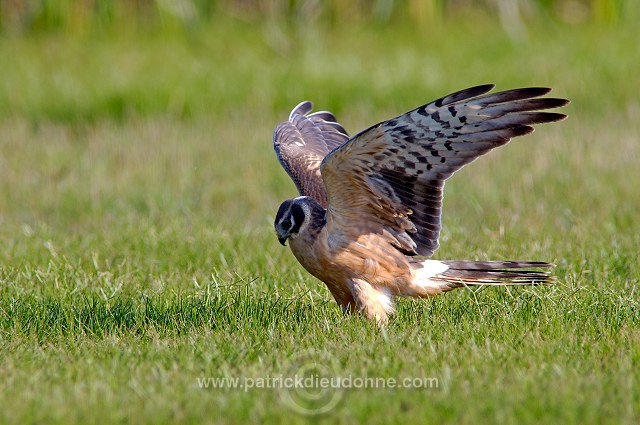 Pallid Harrier (Circus macrourus) - Busard pâle 10711