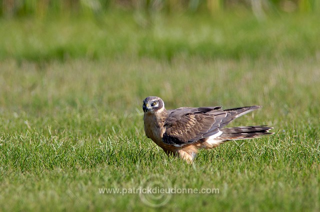 Pallid Harrier (Circus macrourus) - Busard pâle 10712