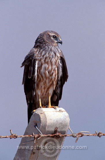 Harrier (Circus sp.) - Busard  11056