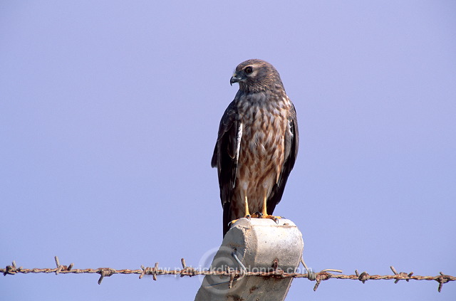 Harrier (Circus sp.) - Busard  11058