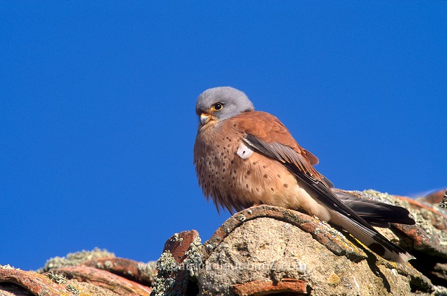 Kestrel (lesser) (Falco naumanni) - Faucon crecerellette - 20769