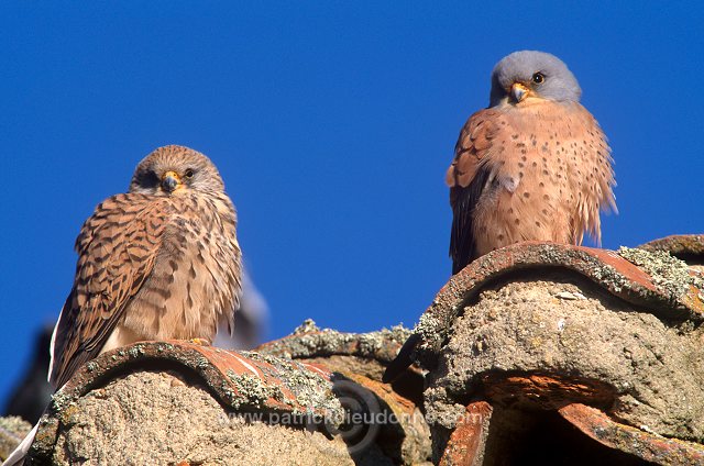 Kestrel (lesser) (Falco naumanni) - Faucon crecerellette - 20770