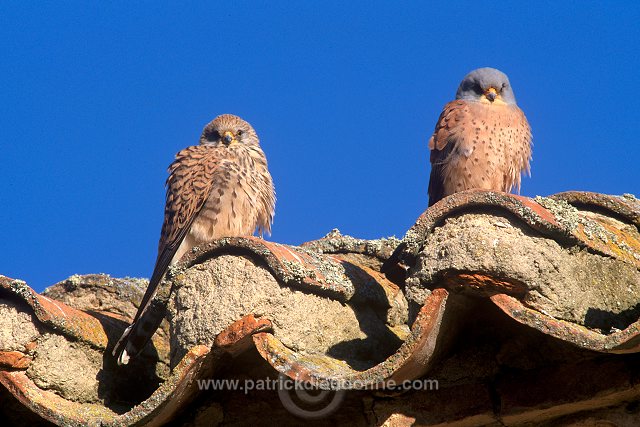Kestrel (lesser) (Falco naumanni) - Faucon crecerellette - 20771