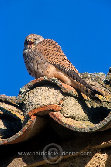 Kestrel (lesser) (Falco naumanni) - Faucon crecerellette - 20773