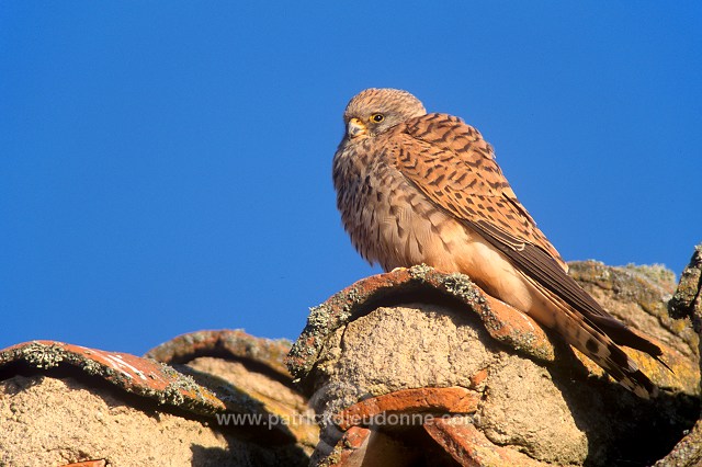 Kestrel (lesser) (Falco naumanni) - Faucon crecerellette - 20774