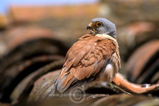 Kestrel (lesser) (Falco naumanni) - Faucon crecerellette - 20775