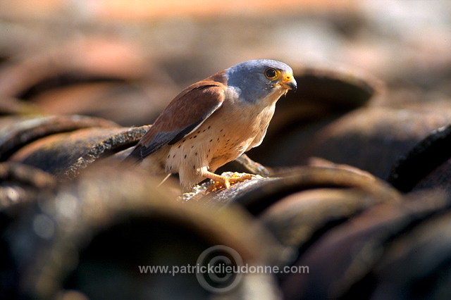 Kestrel (lesser) (Falco naumanni) - Faucon crecerellette - 20776