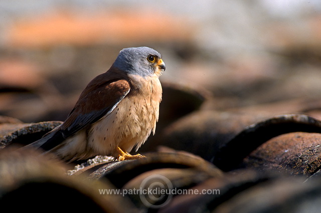 Kestrel (lesser) (Falco naumanni) - Faucon crecerellette - 20778