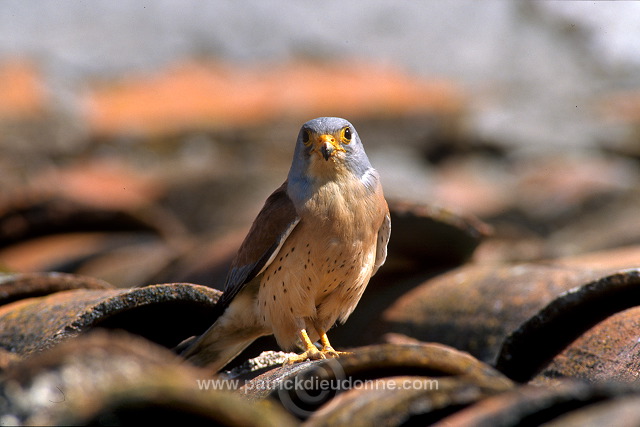 Kestrel (lesser) (Falco naumanni) - Faucon crecerellette - 20779