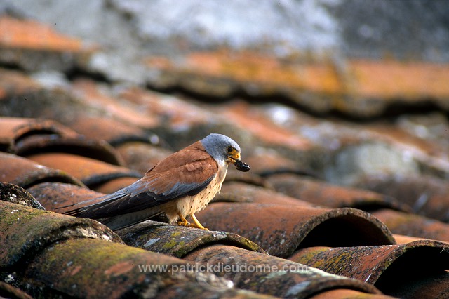 Kestrel (lesser) (Falco naumanni) - Faucon crecerellette - 20780