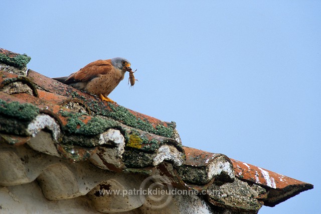 Kestrel (lesser) (Falco naumanni) - Faucon crecerellette - 20781