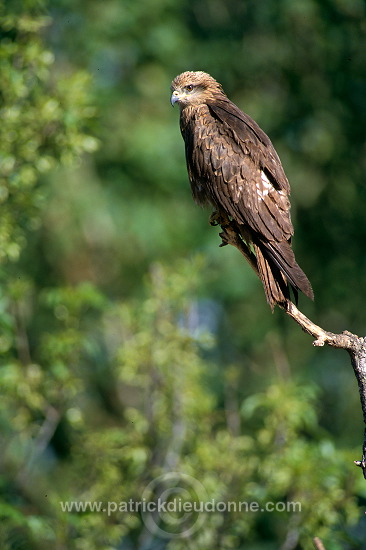 Black Kite (Milvus migrans) - Milan noir - 20782