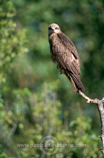 Black Kite (Milvus migrans) - Milan noir - 20783