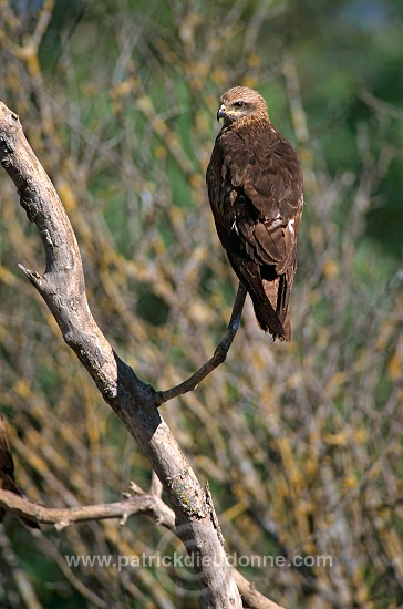 Black Kite (Milvus migrans) - Milan noir - 20784