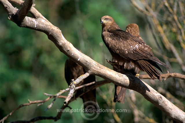 Black Kite (Milvus migrans) - Milan noir - 20785