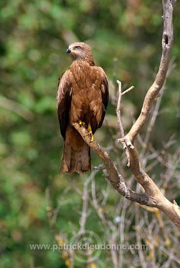 Black Kite (Milvus migrans) - Milan noir - 20786