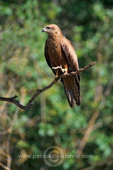 Black Kite (Milvus migrans) - Milan noir - 20787