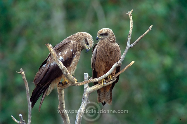 Black Kite (Milvus migrans) - Milan noir - 20788