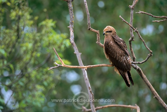 Black Kite (Milvus migrans) - Milan noir - 20789