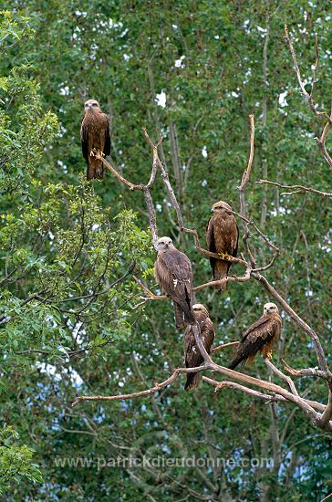 Black Kite (Milvus migrans) - Milan noir - 20790