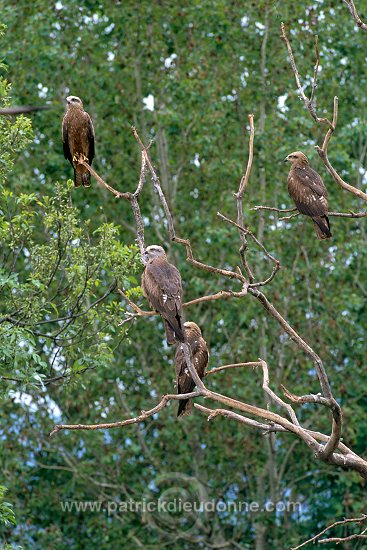 Black Kite (Milvus migrans) - Milan noir - 20791