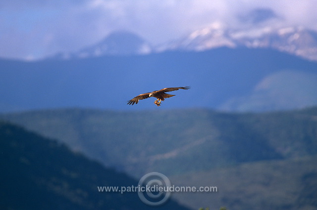 Black Kite (Milvus migrans) - Milan noir - 20792