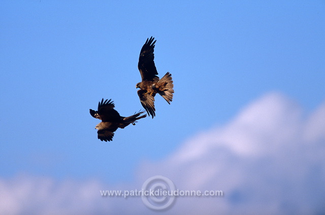 Black Kite (Milvus migrans) - Milan noir - 20793