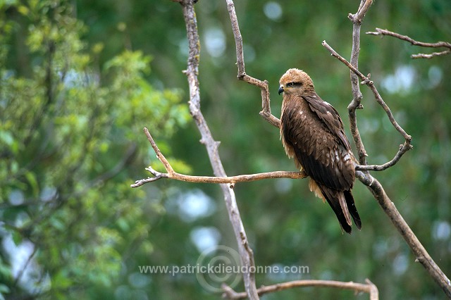 Black Kite (Milvus migrans) - Milan noir - 20794