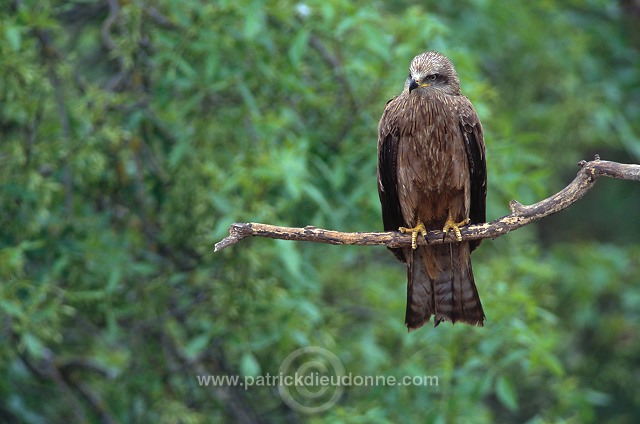 Black Kite (Milvus migrans) - Milan noir - 20795