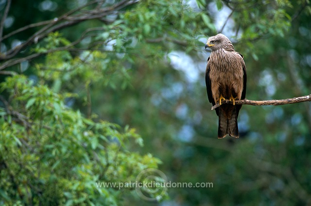 Black Kite (Milvus migrans) - Milan noir - 20796