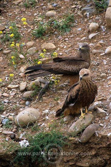 Black Kite (Milvus migrans) - Milan noir - 20797