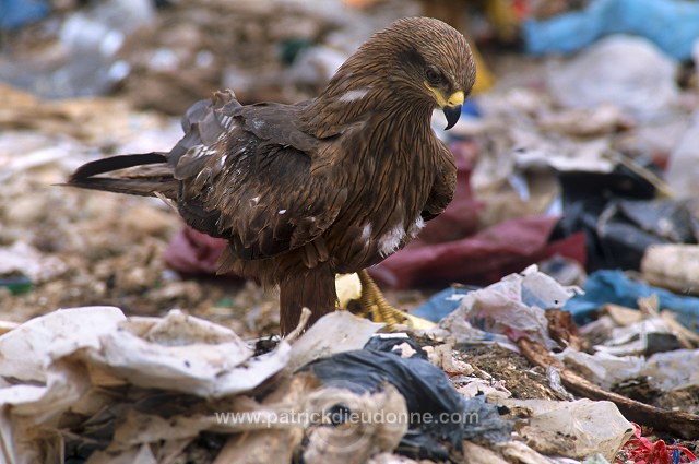 Black Kite (Milvus migrans) - Milan noir - 20798