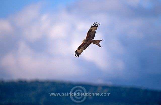 Red Kite (Milvus milvus) - Milan royal - 20799