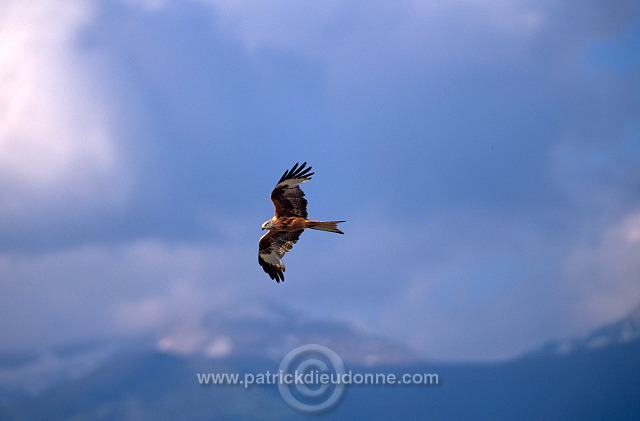 Red Kite (Milvus milvus) - Milan royal - 20800