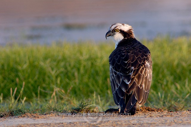 Osprey (Pandion haliaetus) - Balbuzard pêcheur 10756