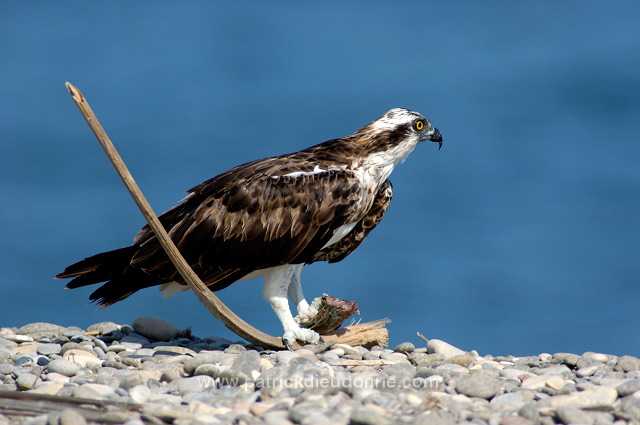 Osprey (Pandion haliaetus) - Balbuzard pêcheur 10757