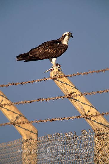 Osprey (Pandion haliaetus) - Balbuzard pêcheur 11104