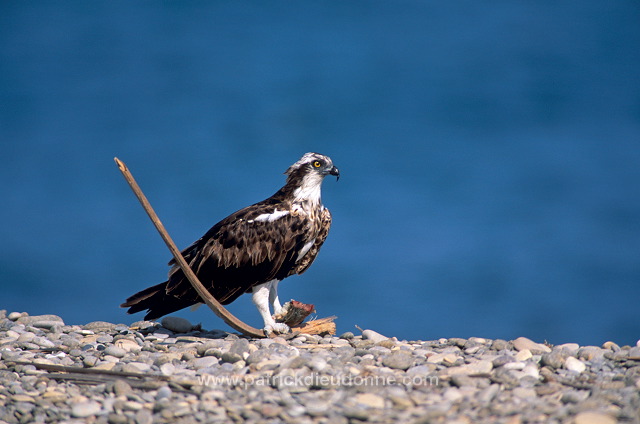 Osprey (Pandion haliaetus) - Balbuzard pêcheur 11102