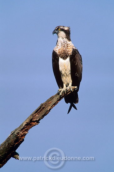 Osprey (Pandion haliaetus) - Balbuzard - 20801