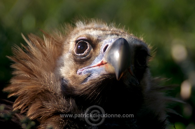 Black Vulture (Aegypius monachus) - Vautour moine - 20802