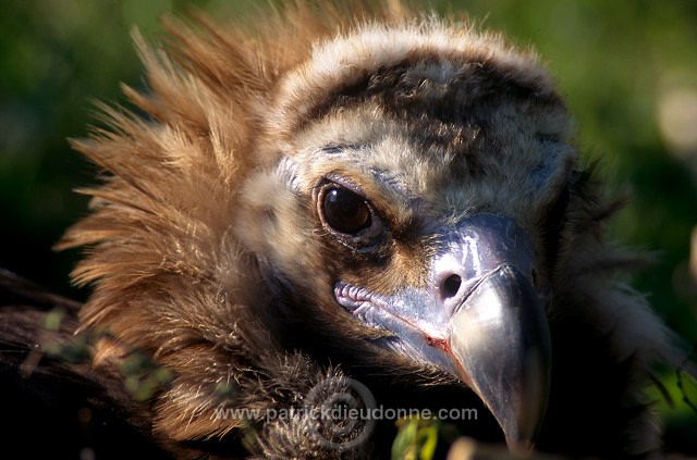 Black Vulture (Aegypius monachus) - Vautour moine - 20803