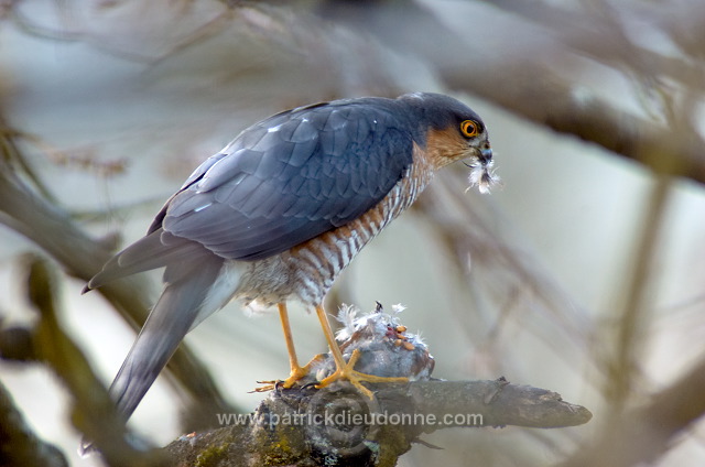 Sparrowhawk (Accipiter nisus) - Epervier - 20804