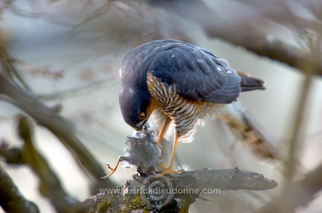 Sparrowhawk (Accipiter nisus) - Epervier - 20805